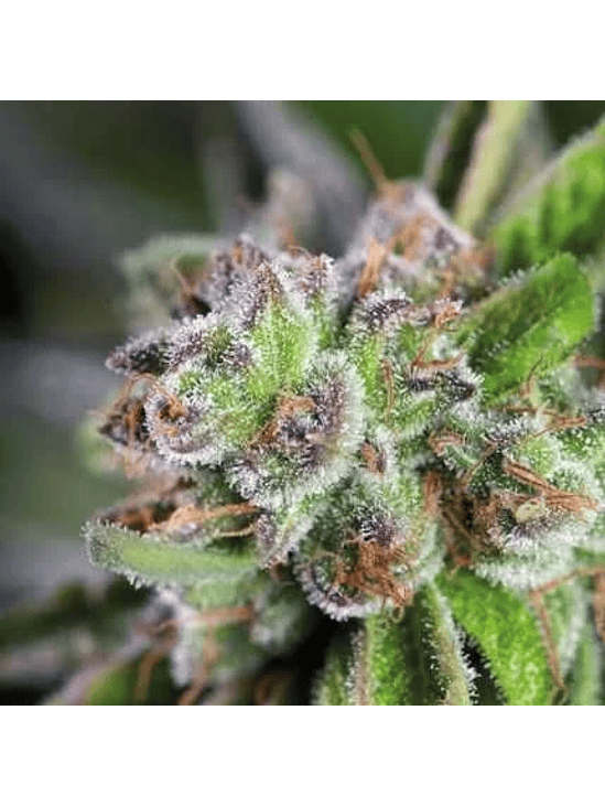 WATERMELON ZKITTLEZ FEM X3+1 - PYRAMID SEEDS 1