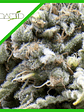 White Widow Auto X3+1-Pyramid Seeds - Miniatura 1