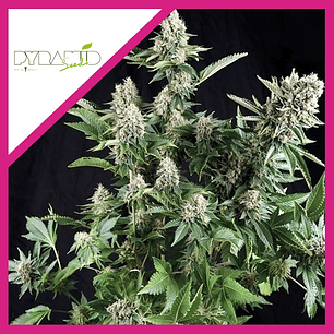 WHITE WIDOW CBD  FEM X3-PYRAMID SEEDS