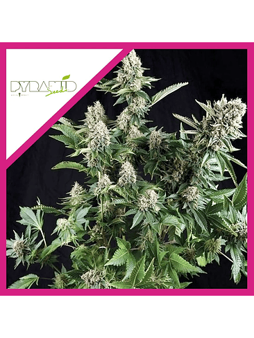 WHITE WIDOW CBD  FEM X3-PYRAMID SEEDS 1
