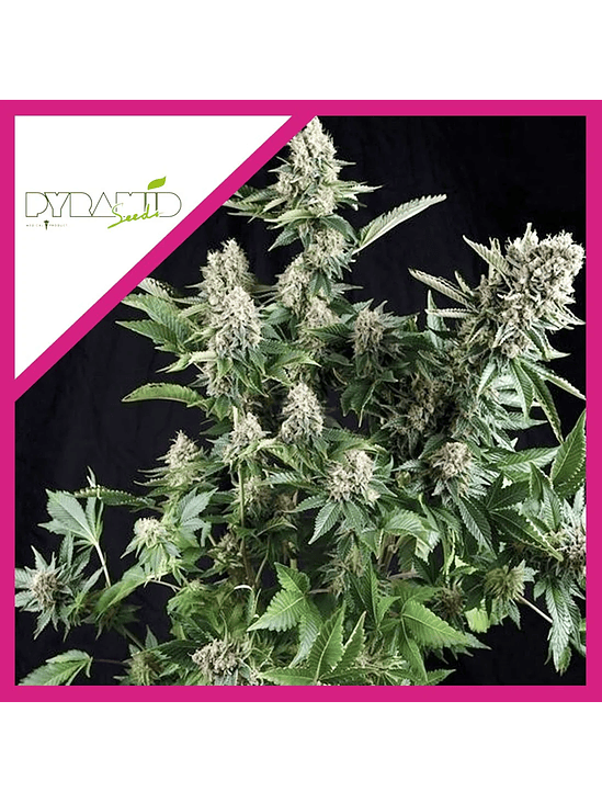 WHITE WIDOW CBD  FEM X3-PYRAMID SEEDS 1