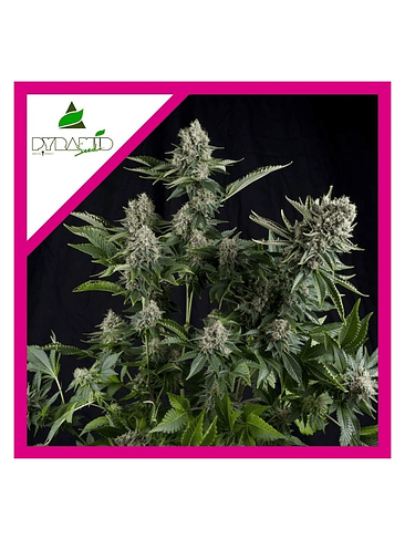 WHITE WIDOW FEM X1-PYRAMID SEEDS 1