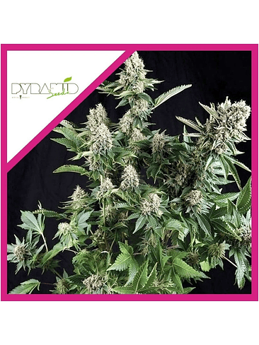 WHITE WIDOW FEM X3+1-PYRAMID SEEDS 1