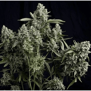 TUTANKHAMON FEM X3+1-PYRAMID SEEDS