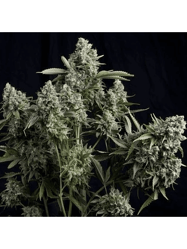 TUTANKHAMON FEM X3+1-PYRAMID SEEDS 1