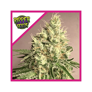 Washing Machine Fem X1-Ripper Seeds