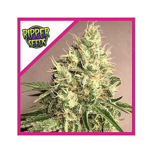 WASHING MACHINE FEM X1-RIPPER SEEDS