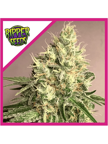 WASHING MACHINE FEM X1-RIPPER SEEDS 1