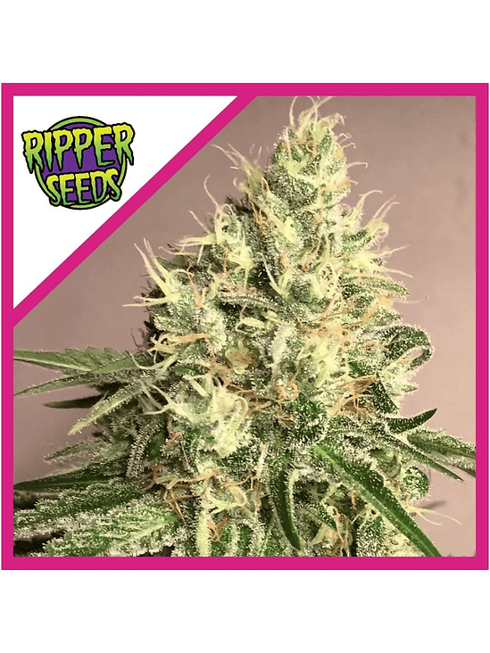 WASHING MACHINE FEM X1-RIPPER SEEDS 1