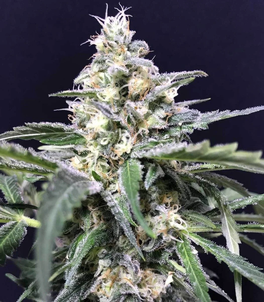 Amazon Auto X5-Rkiem Seeds 1