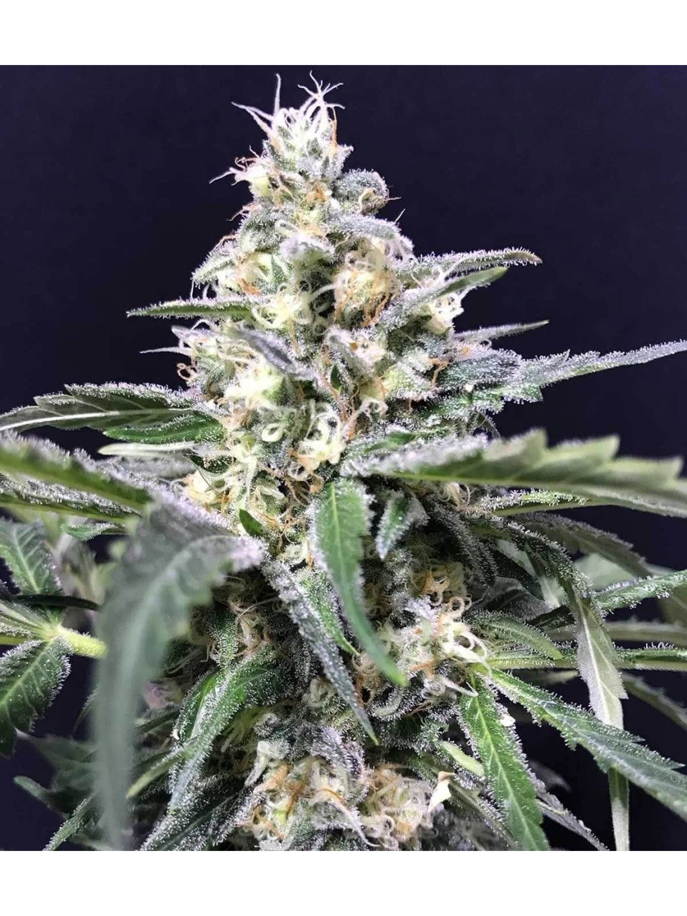 Amazon Auto X5-Rkiem Seeds 1