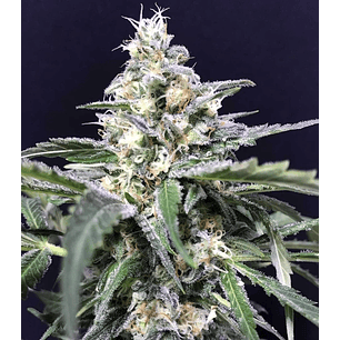 AMAZON AUTO X5-RKIEM SEEDS
