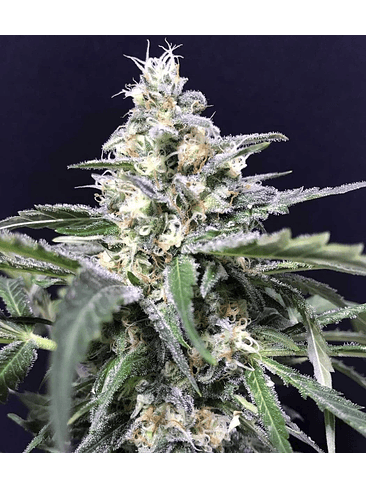 AMAZON AUTO X5-RKIEM SEEDS 1