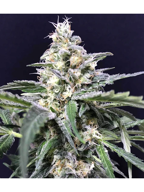 Amazon Auto X5-Rkiem Seeds 1