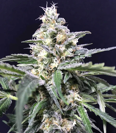 Amazon Auto X5-Rkiem Seeds