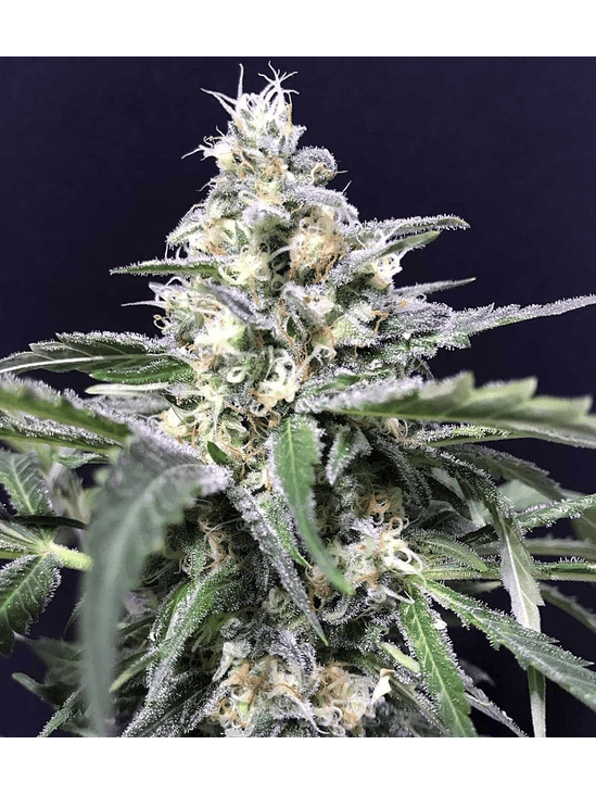 AMAZON AUTO X5-RKIEM SEEDS 1