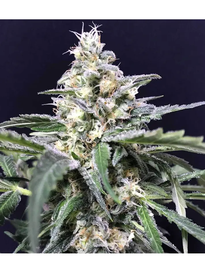 Amazon Auto X5-Rkiem Seeds 1