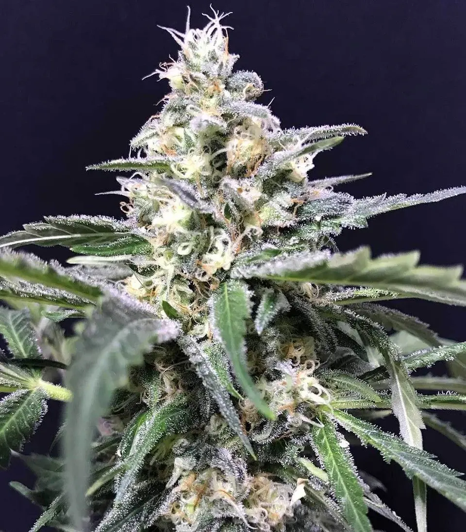 Amazon Auto X5-Rkiem Seeds 1