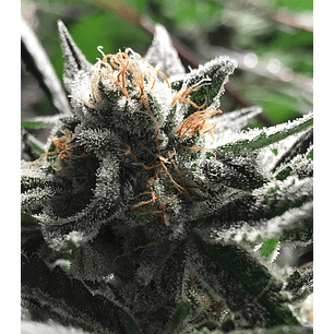 CONDOR AUTO X3-RKIEM SEEDS