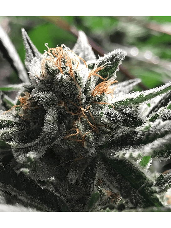 CONDOR AUTO X3-RKIEM SEEDS 1
