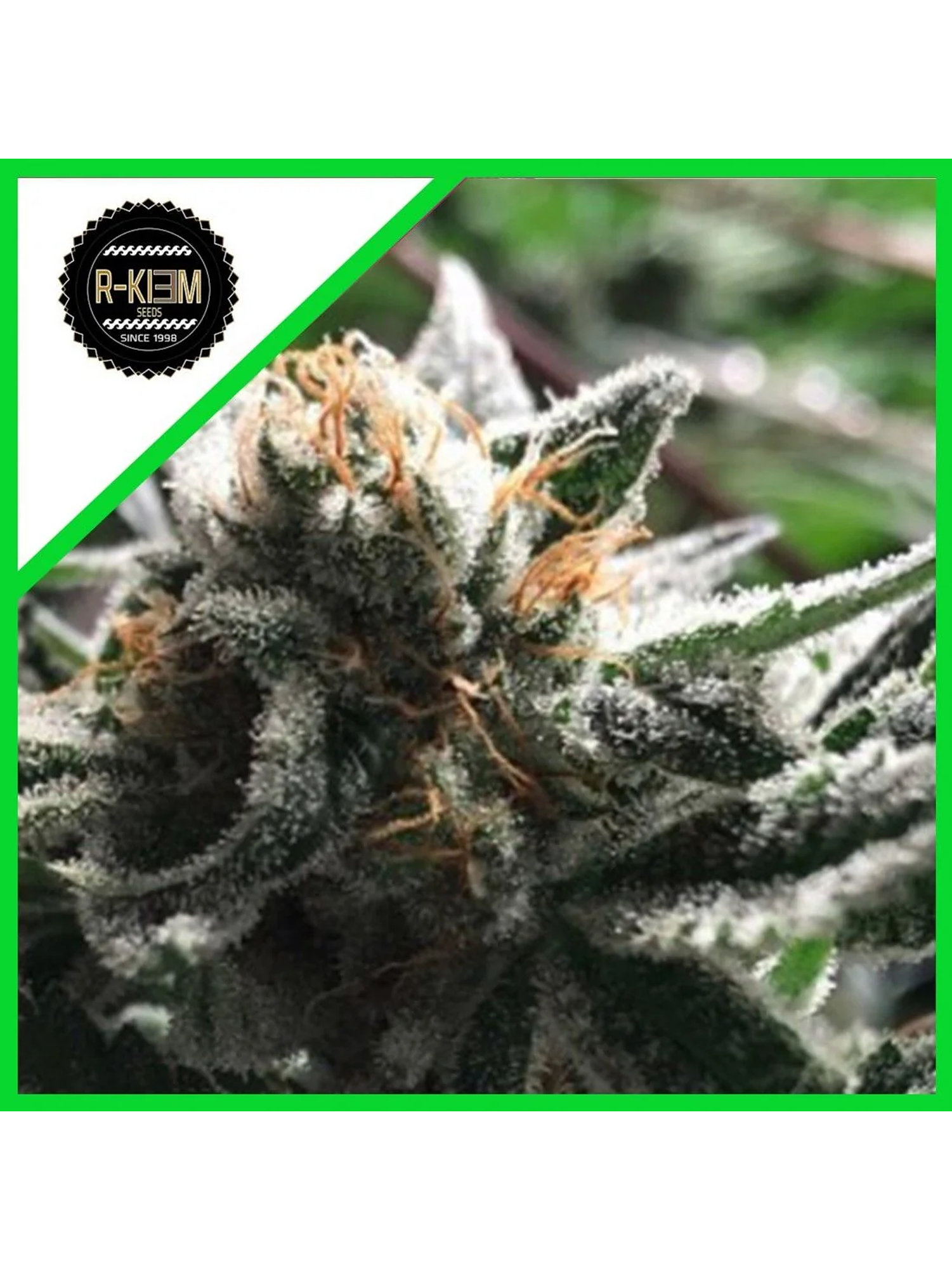 Condor Auto -Rkiem Seeds (X5/X3) 1