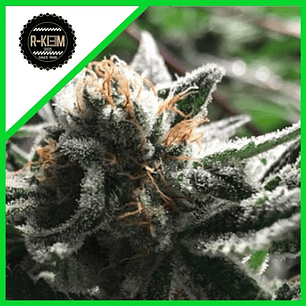 CONDOR AUTO X5-RKIEM SEEDS