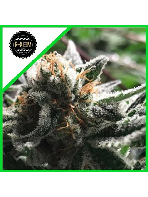 Condor Auto -Rkiem Seeds (X5/X3) 1
