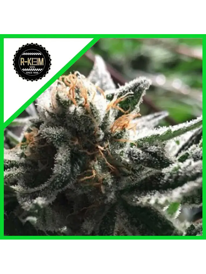 Condor Auto -Rkiem Seeds (X5/X3) 1