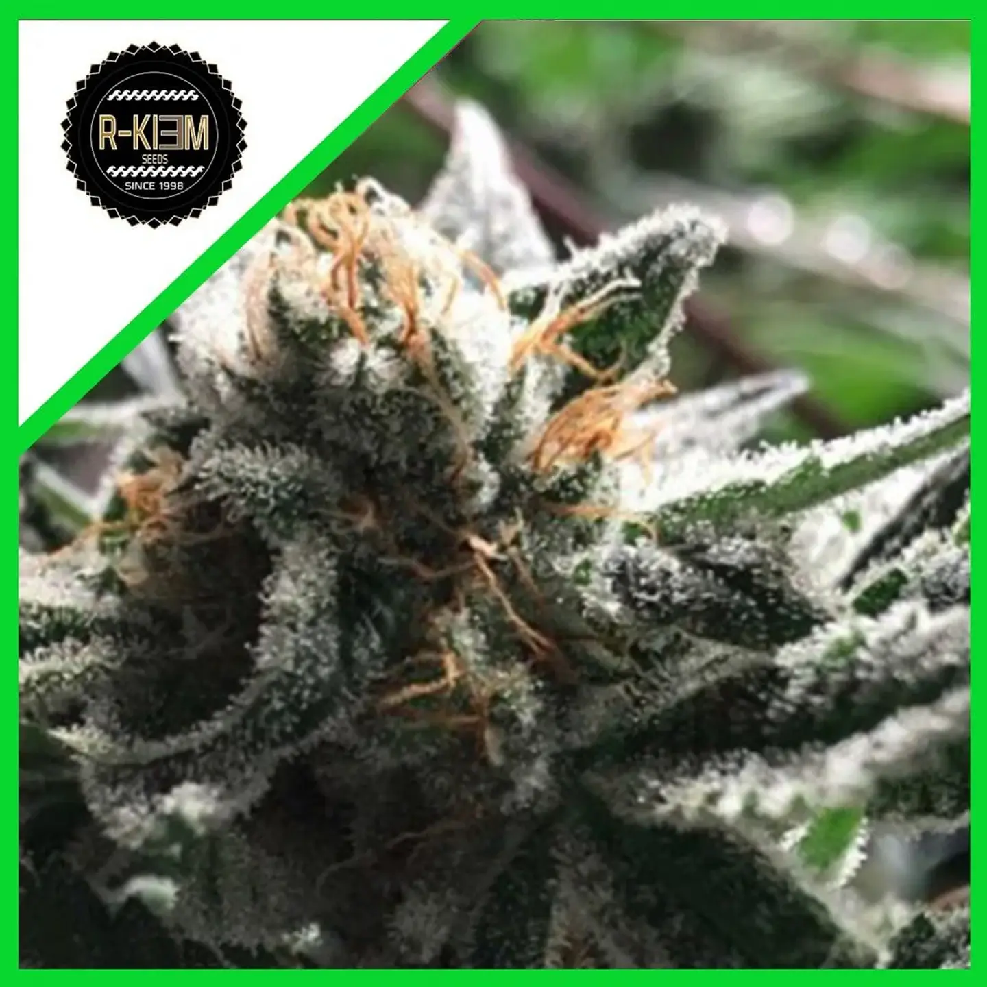 Condor Auto -Rkiem Seeds (X5/X3) 1