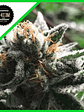 Condor Auto -Rkiem Seeds (X5/X3) - Miniatura 1