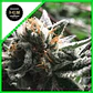 Condor Auto -Rkiem Seeds (X5/X3) - Miniatura 1