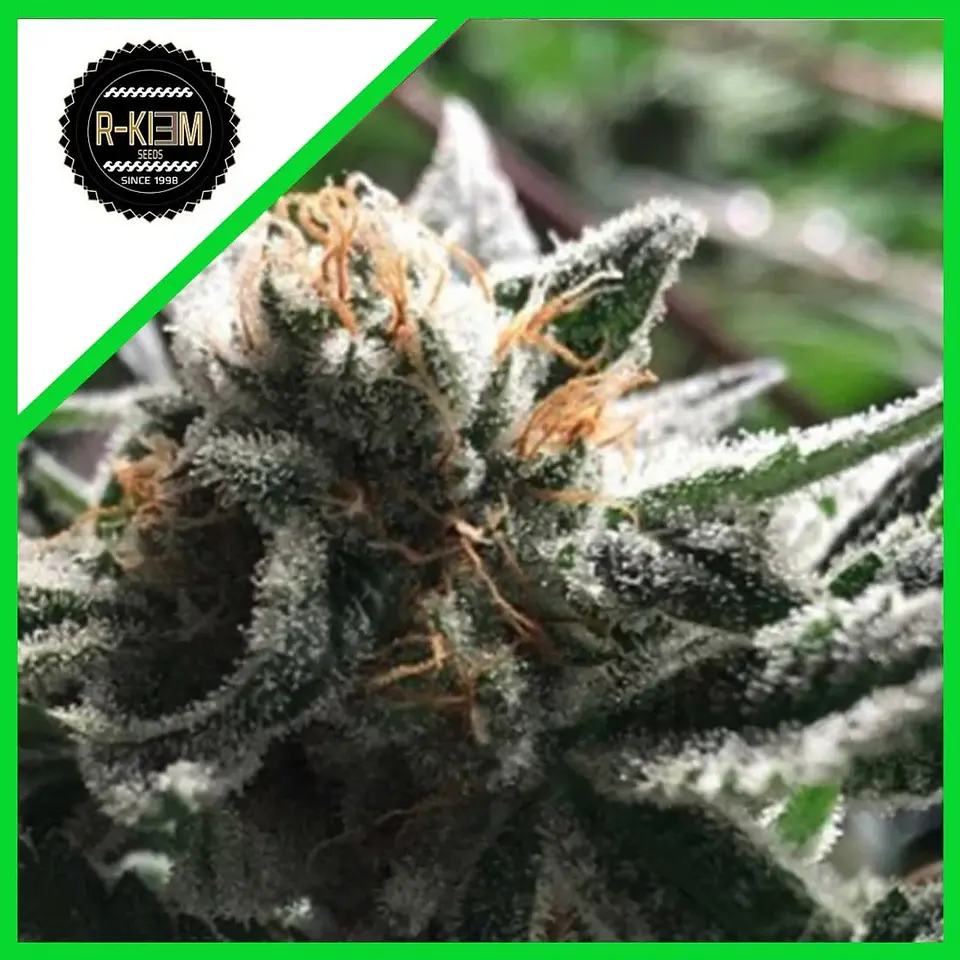 Condor Auto -Rkiem Seeds (X5/X3) 1