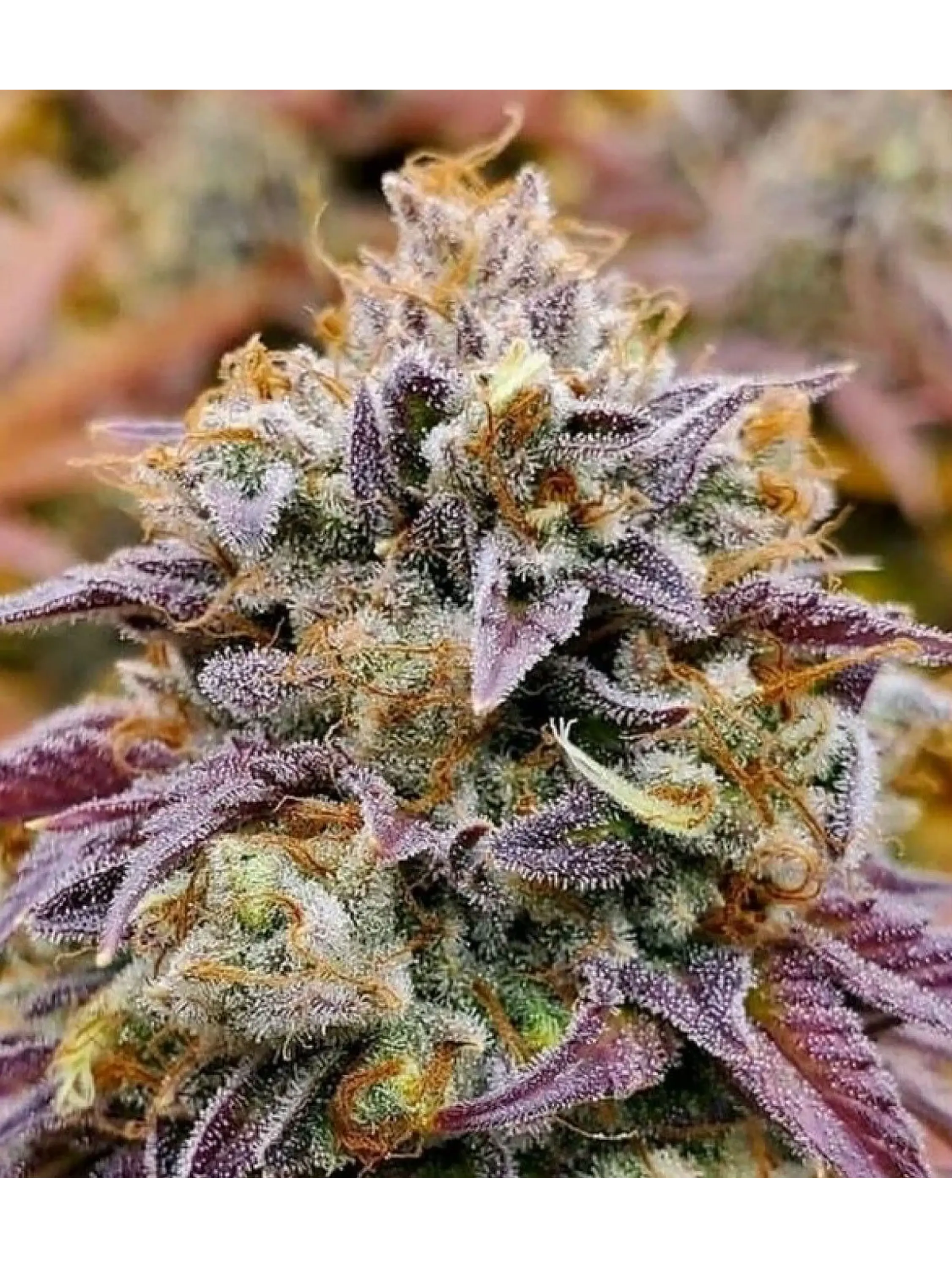 Cumbia Fem X3-Rkiem Seeds 1