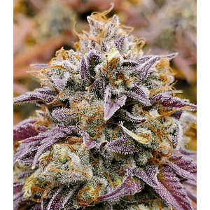 Cumbia Fem X3-Rkiem Seeds