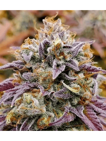 CUMBIA FEM X3-RKIEM SEEDS 1