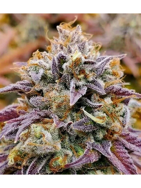 Cumbia Fem X3-Rkiem Seeds 1