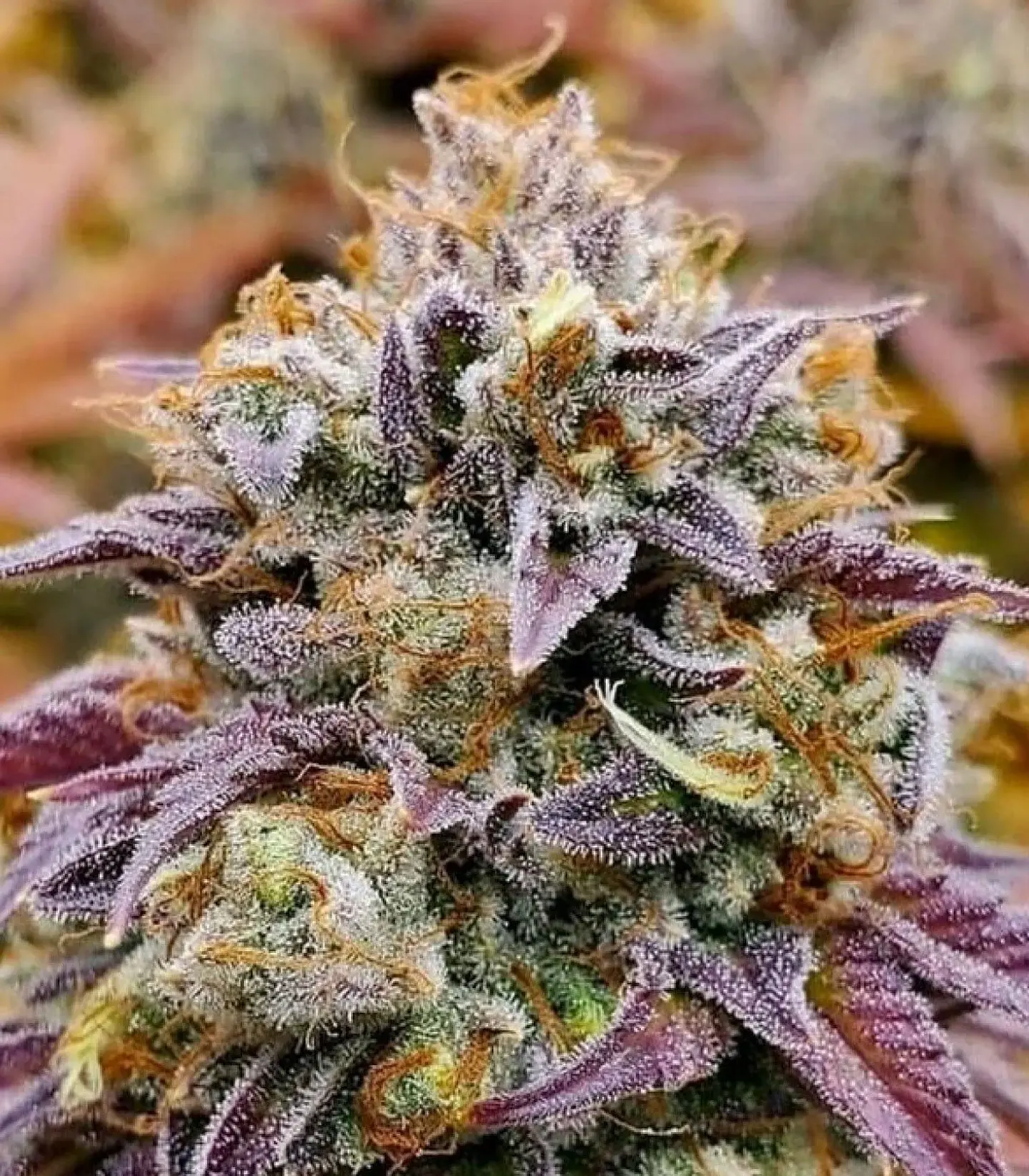 Cumbia Fem X3-Rkiem Seeds 1