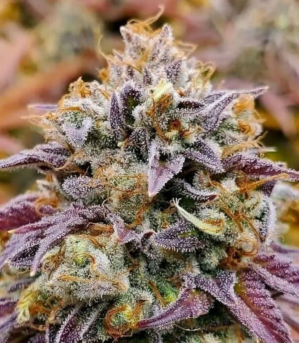 Cumbia Fem X3-Rkiem Seeds 1