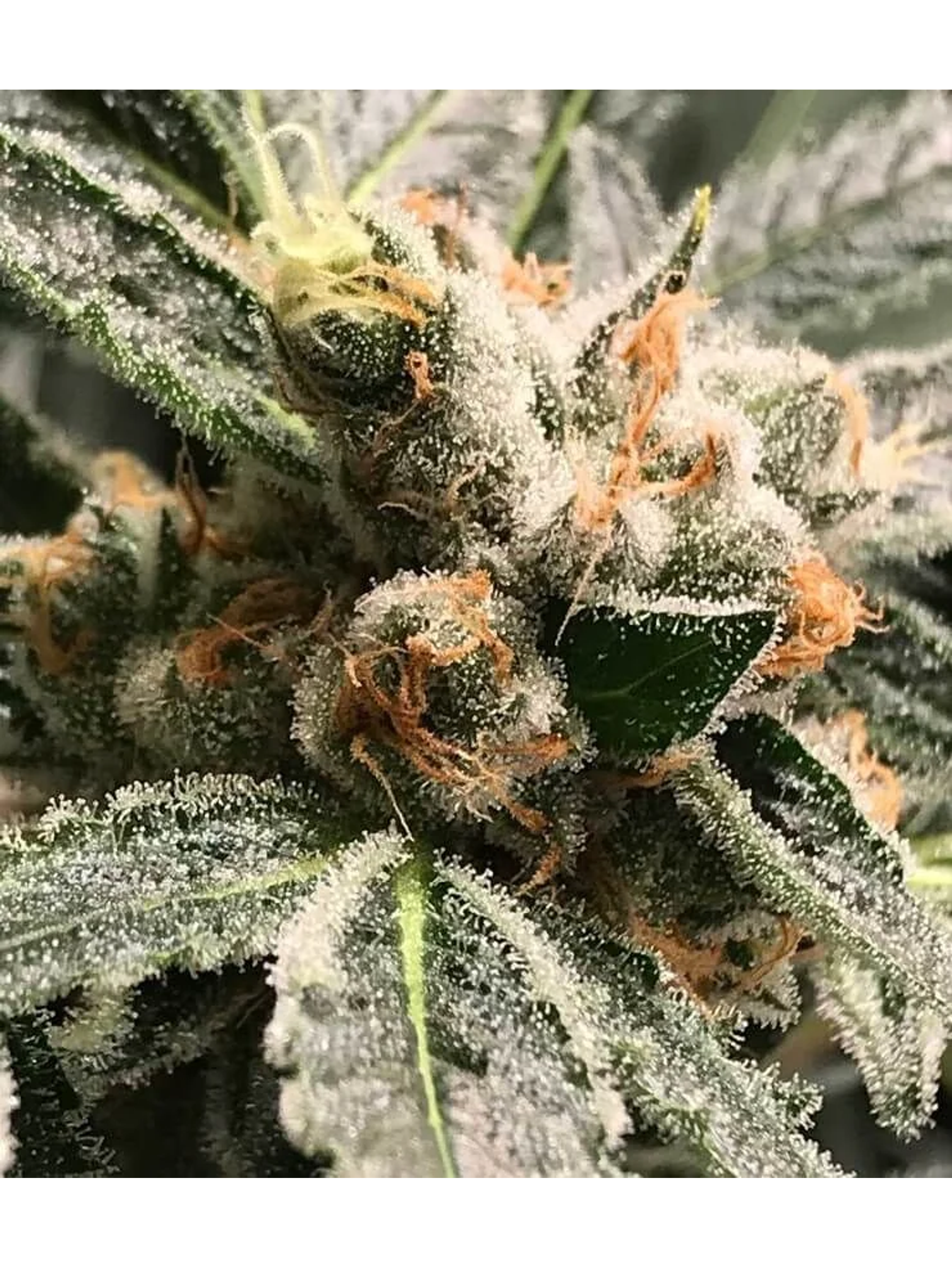 Dark Kush Auto X3-Rkiem Seeds 1