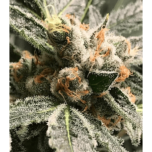 DARK KUSH AUTO X3-RKIEM SEEDS