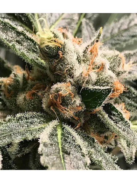 Dark Kush Auto X3-Rkiem Seeds 1