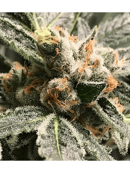 DARK KUSH AUTO X3-RKIEM SEEDS 1