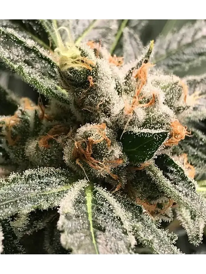 Dark Kush Auto X3-Rkiem Seeds 1