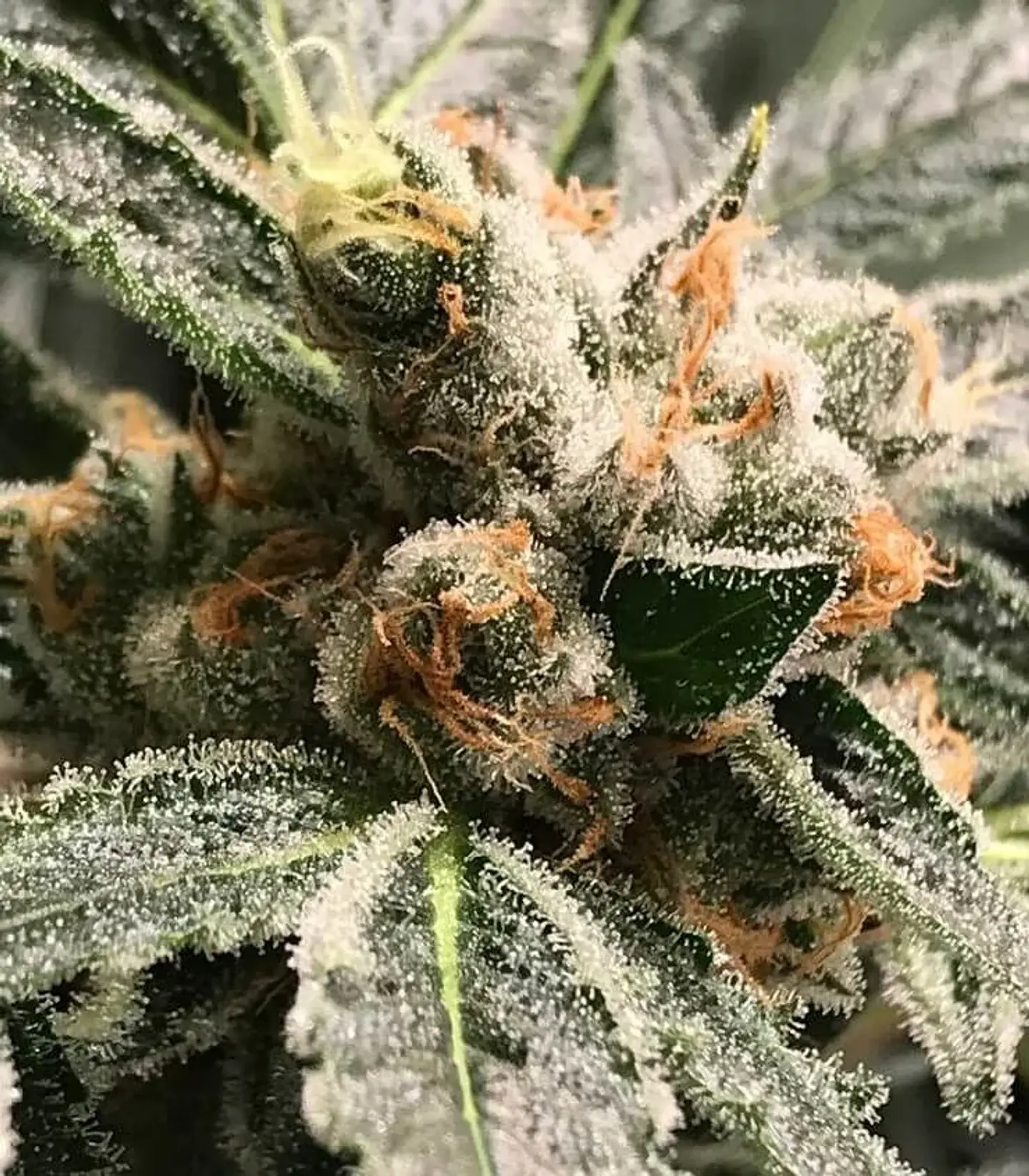 Dark Kush Auto X3-Rkiem Seeds 1
