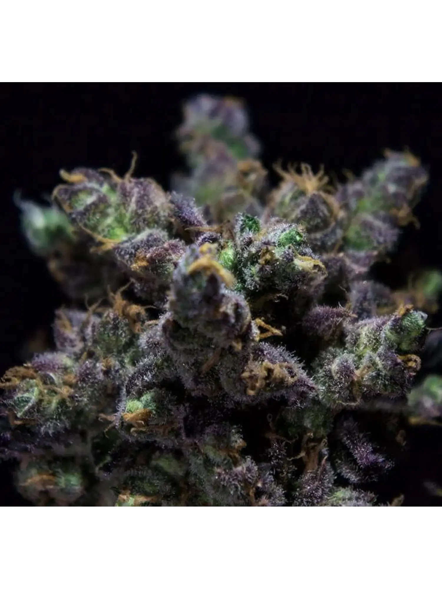 Harybo Fem X3-Rkiem Seeds 1