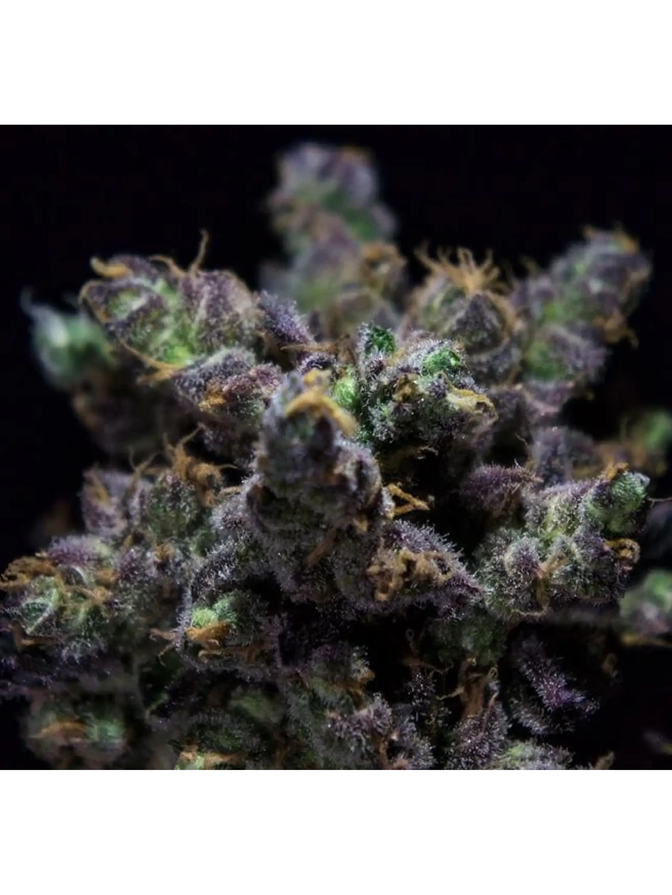 Harybo Fem X3-Rkiem Seeds 1