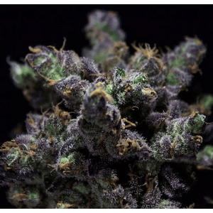 Harybo Fem X3-Rkiem Seeds