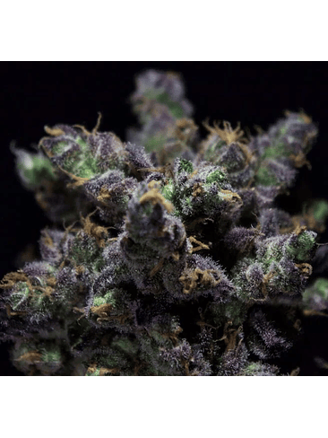 HARYBO FEM X3-RKIEM SEEDS 1