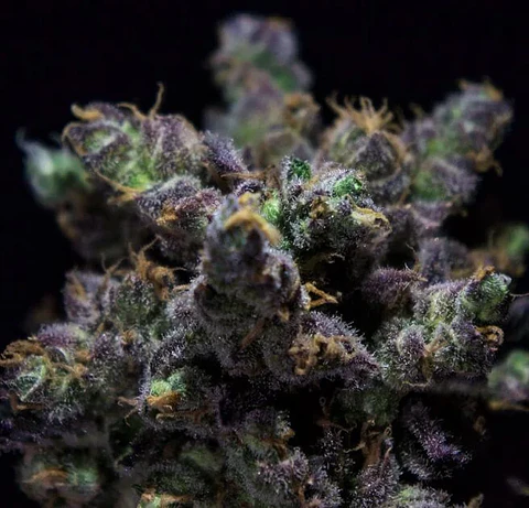 Harybo Fem X3-Rkiem Seeds