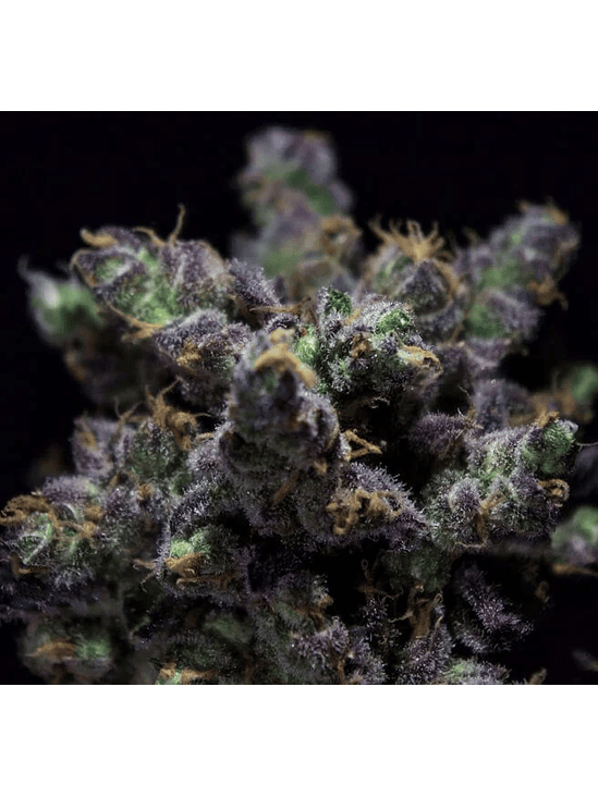 HARYBO FEM X3-RKIEM SEEDS 1